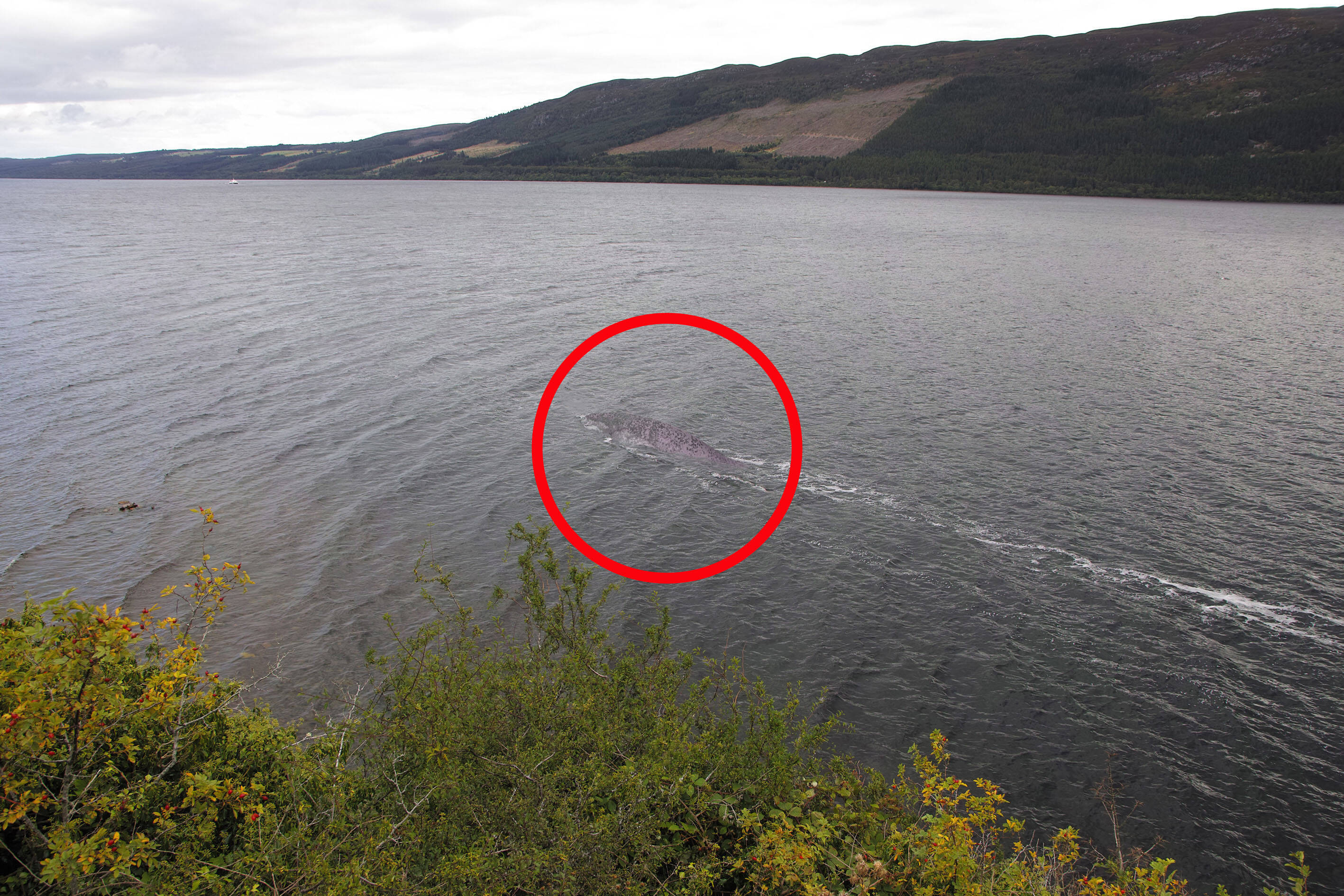 Neues Nessie-Video aufgetaucht! Jäger des Ungeheuers überzeugt: Dieses Video beweist seine Existenz!