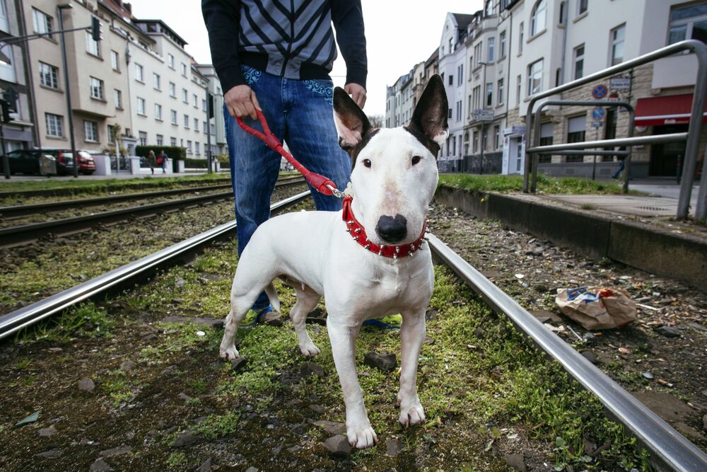 Rentnerin von Hund ihrer Verwandten totgebissen! Tragödie in Rheinland-Pfalz