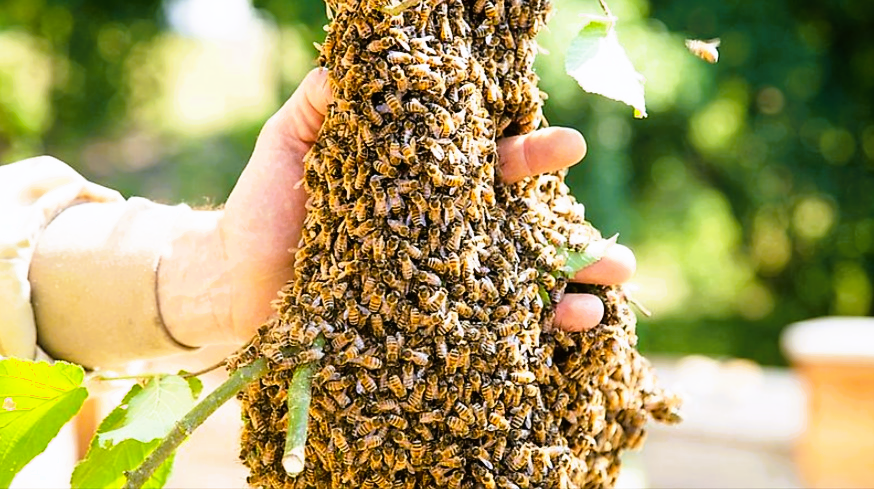 Eilmeldung! Tödliche Seuche in Deutschland ausgebrochen: Experten richten Sperrgebiet ein!